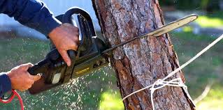 Best Lawn Mowing  in Capitan, NM