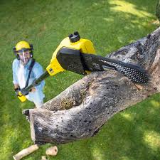 Best Tree Health Inspection  in Capitan, NM
