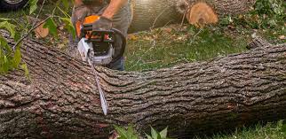 Professional Tree Removal in Capitan, NM