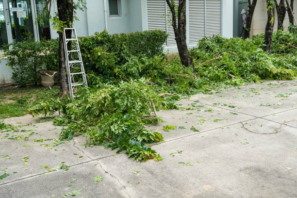Best Lawn Pest Prevention  in Capitan, NM