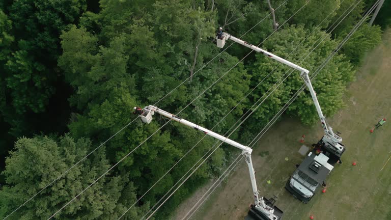 Best Tree and Shrub Care  in Capitan, NM