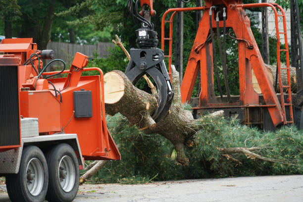 Best Lawn Drainage Solutions  in Capitan, NM