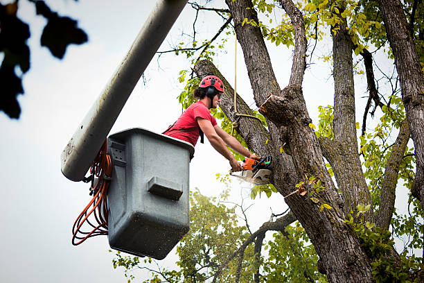 How Our Tree Care Process Works  in  Capitan, NM